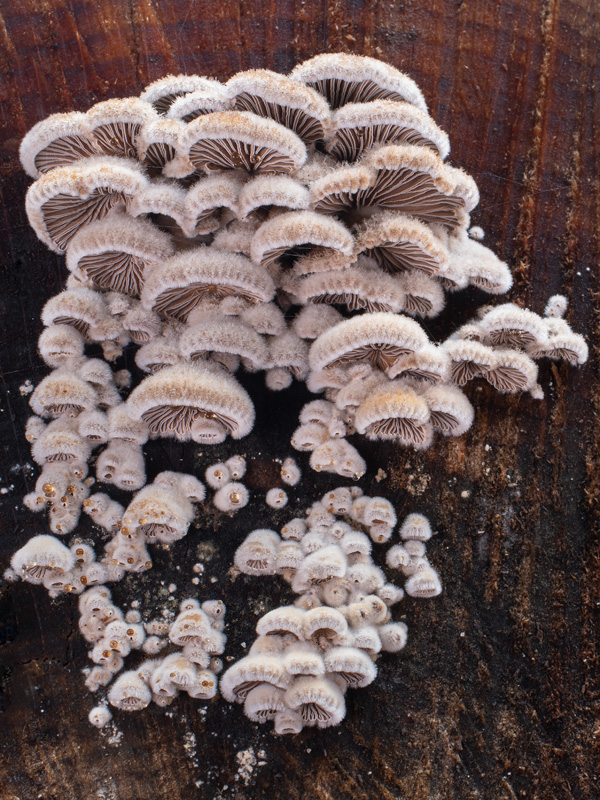 Schizophyllum commune